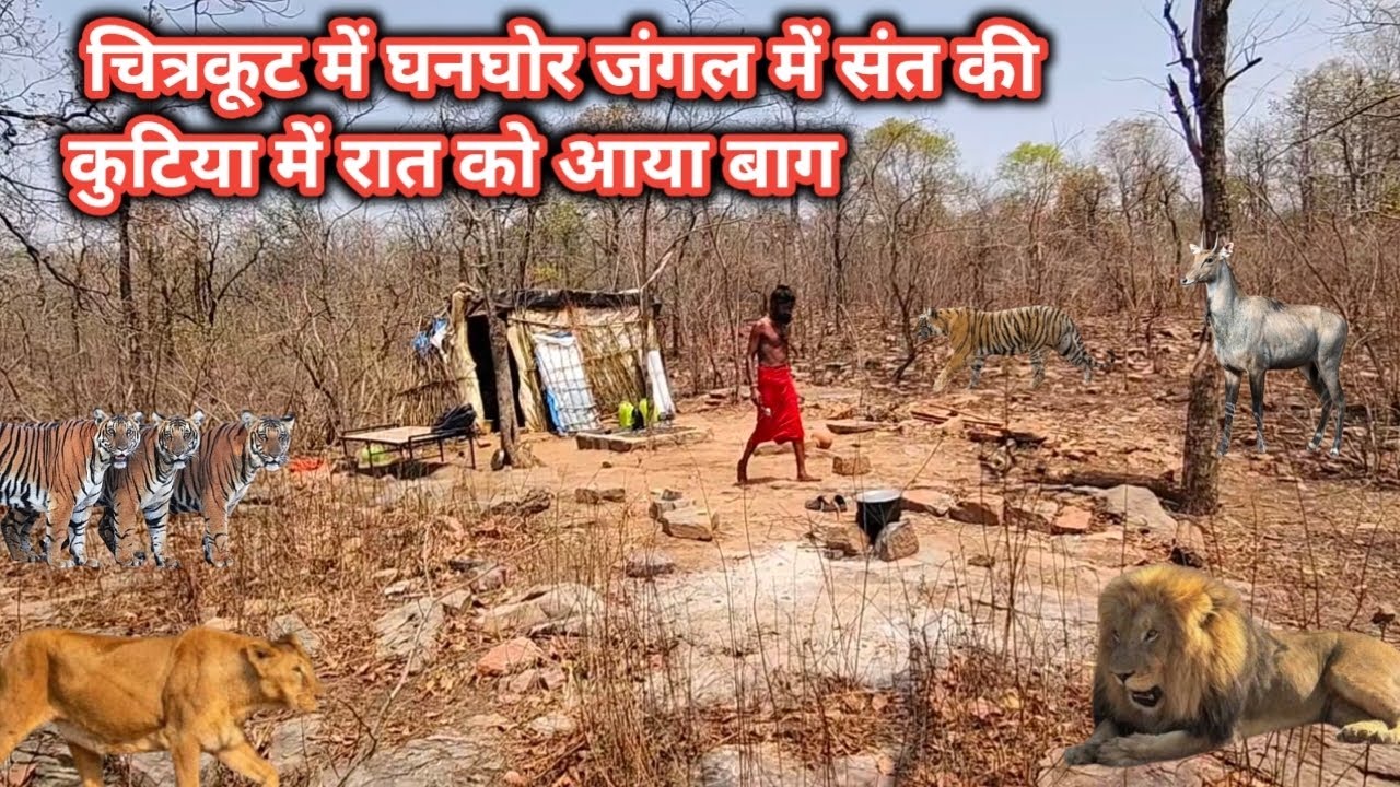 चित्रकूट में घनघोर जंगल में संत की कुटिया में रात को आया बाग  अकेले जंगल में तप करते है