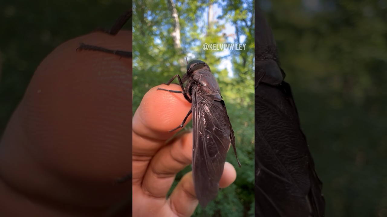 Horse Fly DISEASES!!🩸🦠 