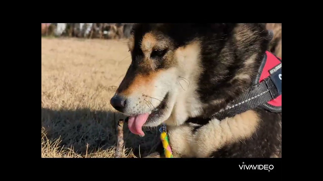 セナくんとエルママお散歩デート　どんなお友達とも仲良くしてくれるセナくんありがとう