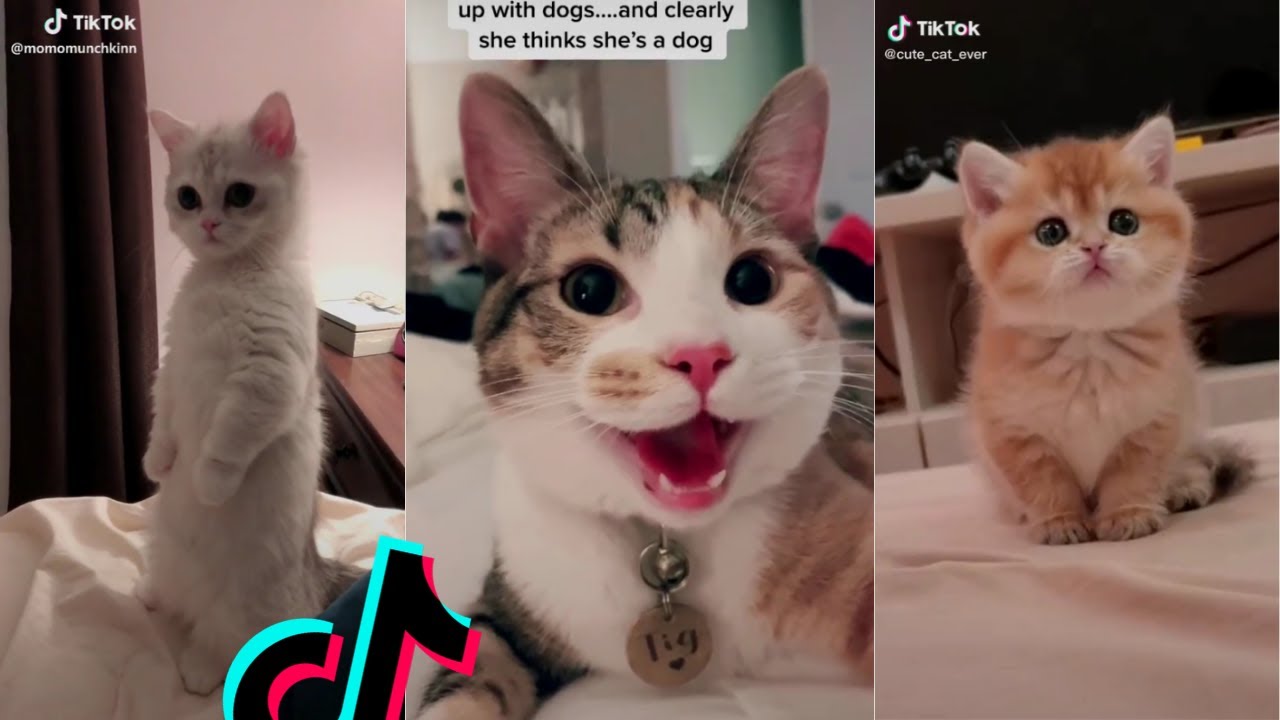 cat doing cat things tik toks compilation #3