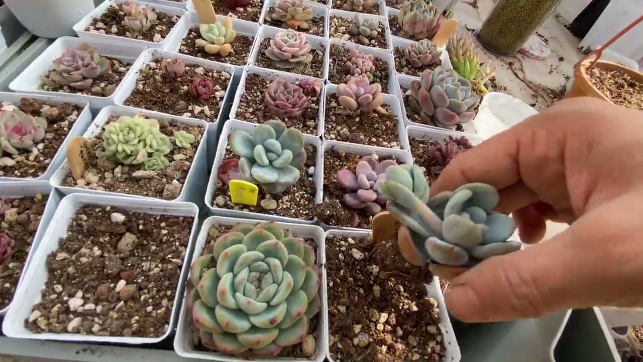 Fırtına sonrası Sukulent bakımları⁉️#succulent #ısparta 