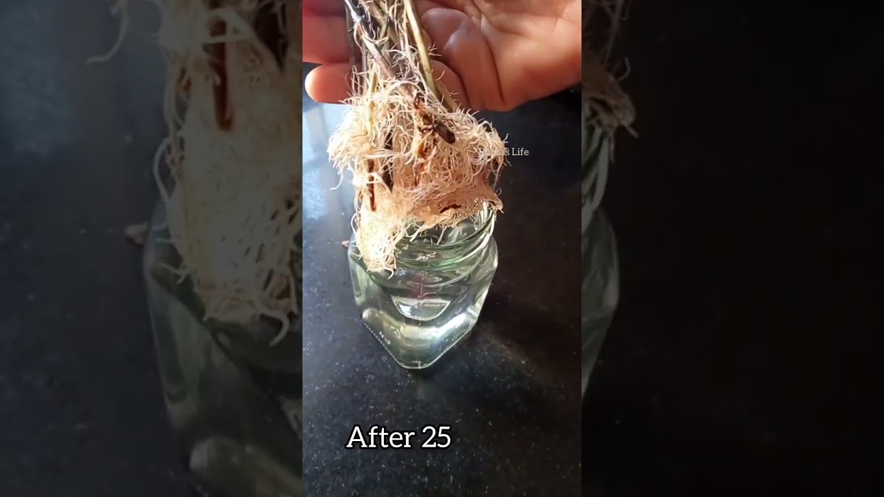 How to Grow Mint without Soil | Roma's Food Tales #shorts