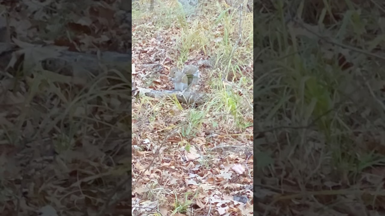 Squirrel Eating For Winter #squirrel #woods #shorts