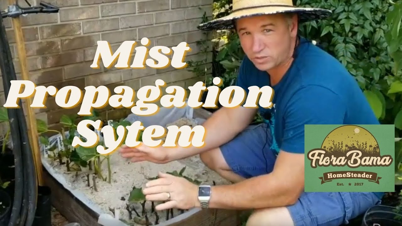 Mist Propagation System | (Do this for cloning plants)
