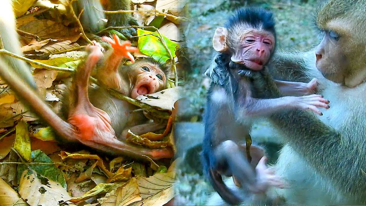 No motherhood.. Young mom AMAYA careless put baby AVERY coll@psed on ground, he struggle calling.