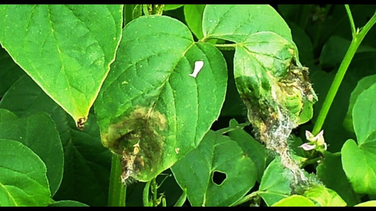 ग्वार के झुलसा रोग को जानें (Know BLB of Guar (41) by Dr R K Saini#Bacterial Leaf Blight# Guar