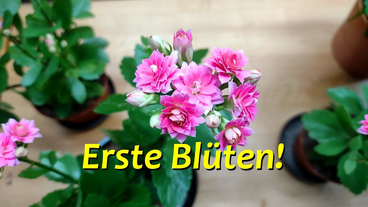 Flammendes K&auml;thchen - erste Bl&uuml;ten!