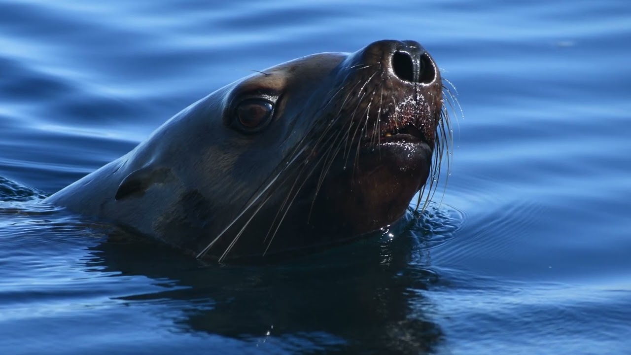 How Sea Lions Catch Salmon