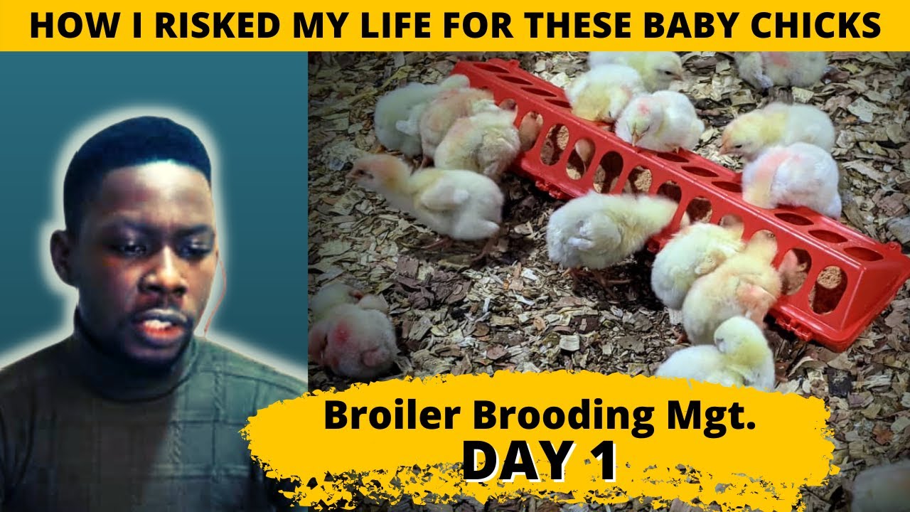 Risked My Life for Chicks | Broiler Chicken Brooding Management Series (Day 1)