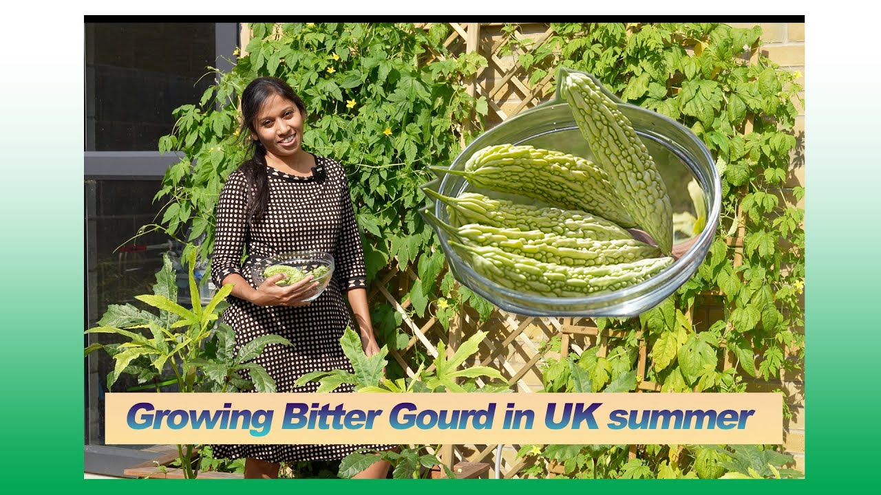 How to grow BITTER GOURD / BITTER MELON in UK | TIPS