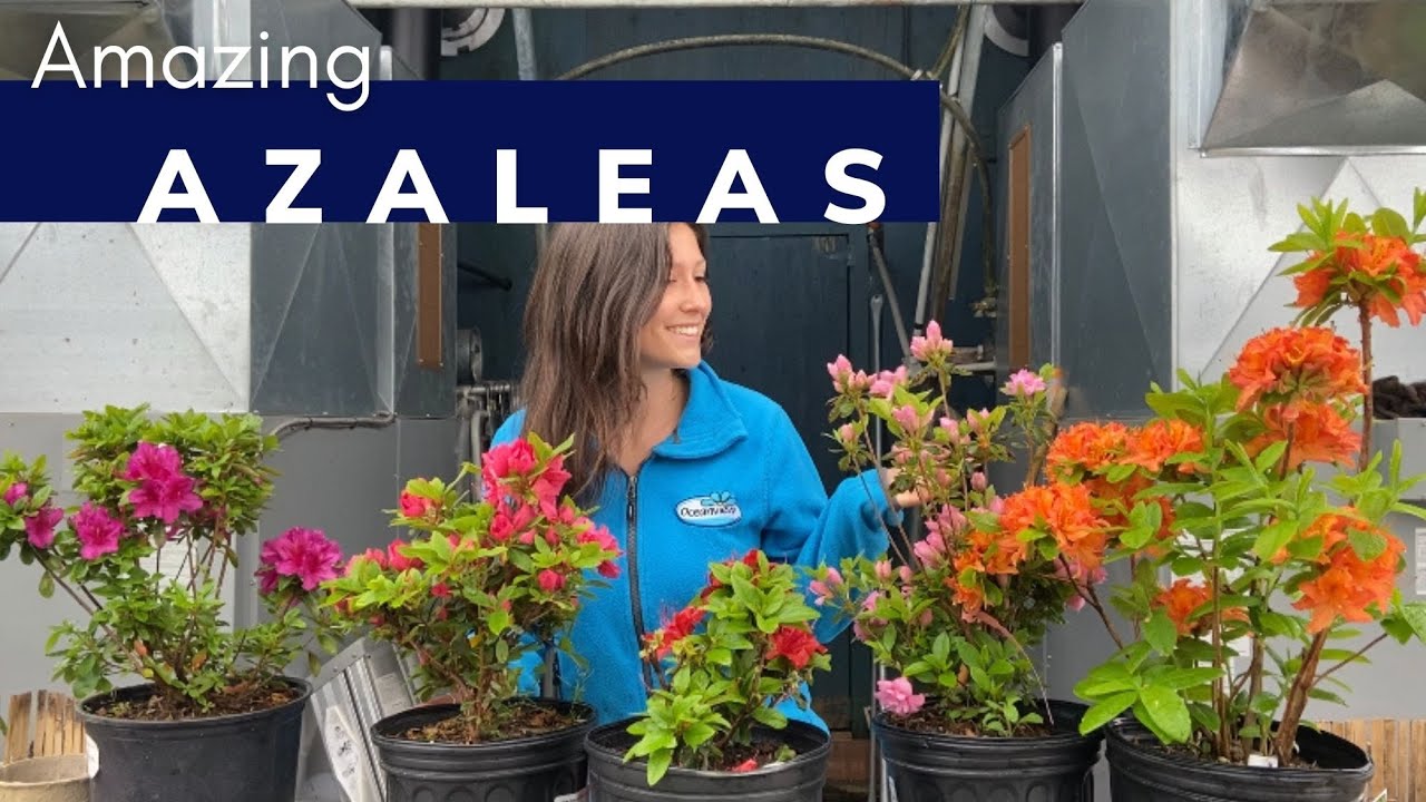 Take A Look At These Amazing Azaleas❗️