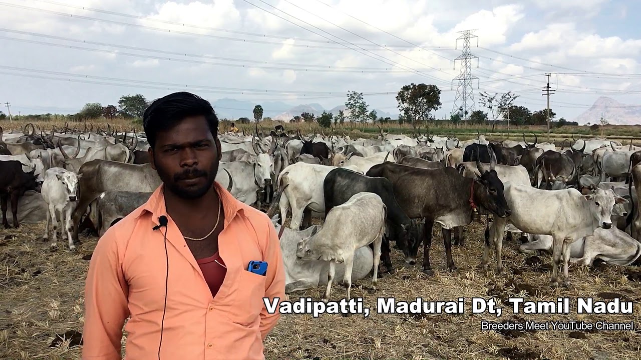 ஆதரவு தாருங்கள் வாடிப்பட்டி கிடை மாடுகள் | Please support for Tamil Nadu desi Cow