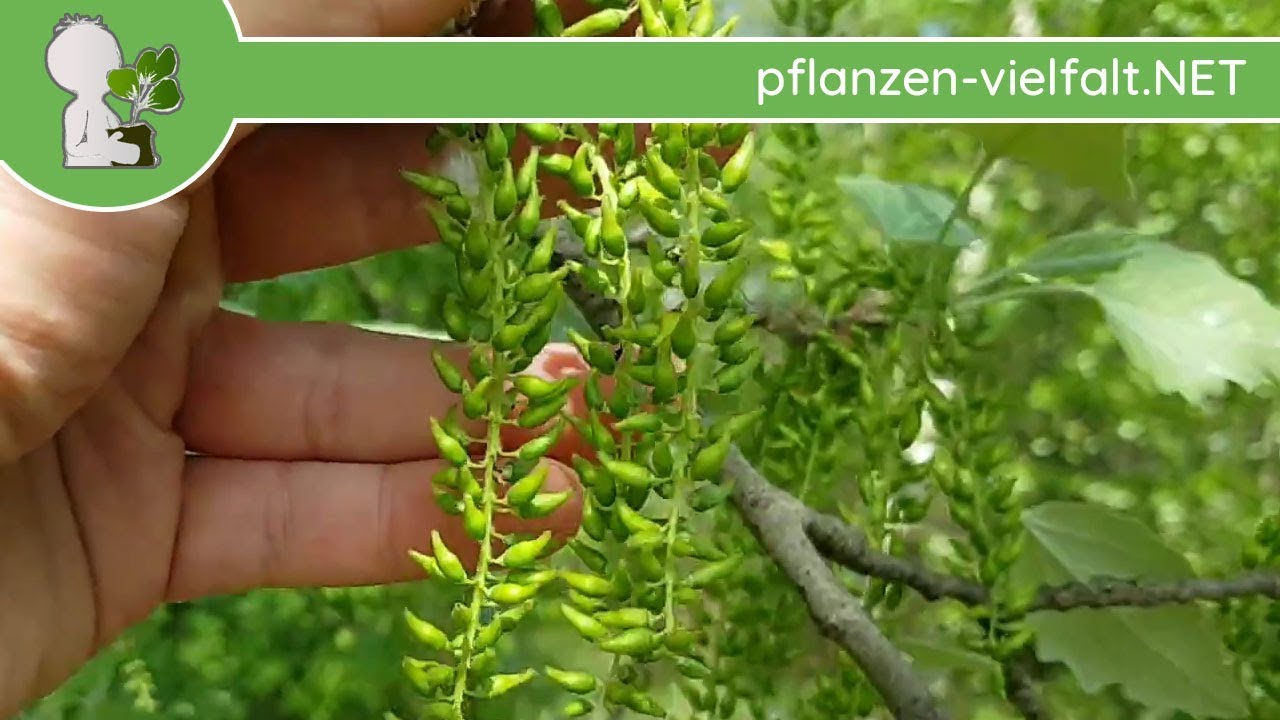 Silber-Pappel - Unreife Fr&uuml;chte - 23.04.18 (Populus alba) - B&auml;ume- & Str&auml;ucher bestimmen