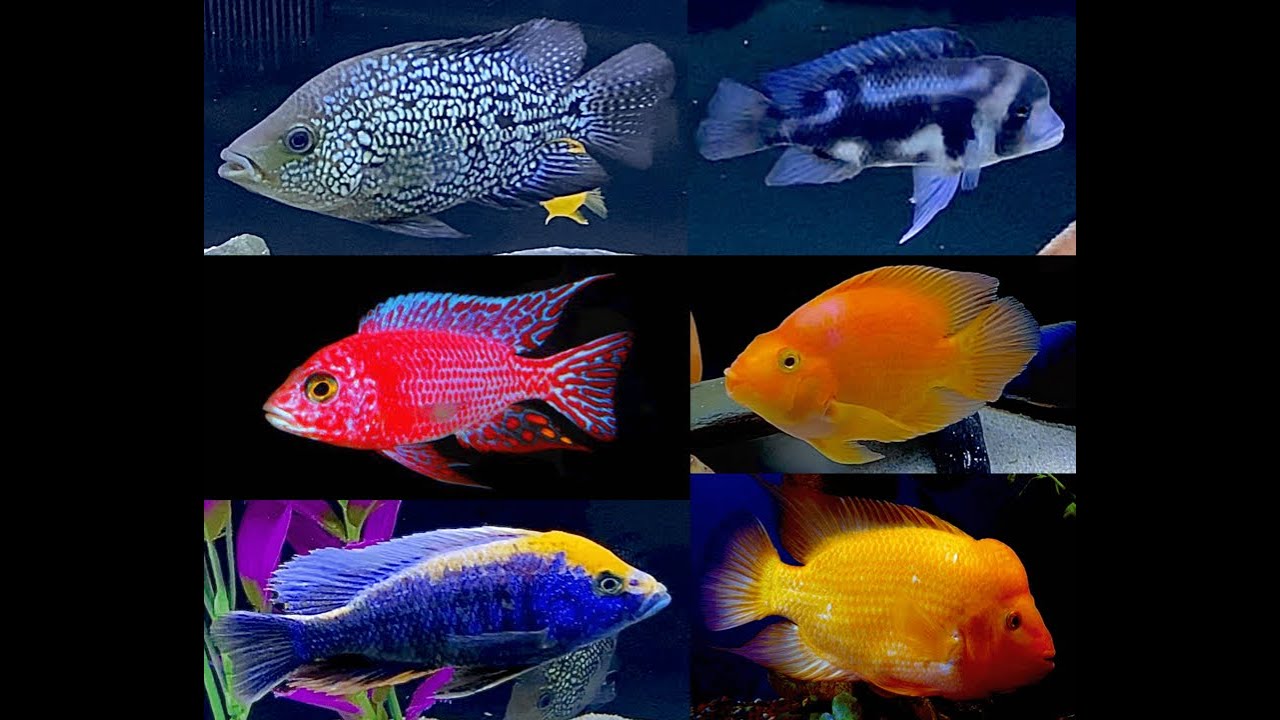 The Realities of Mixing African & American Cichlids: Should I Do It? #aquarium