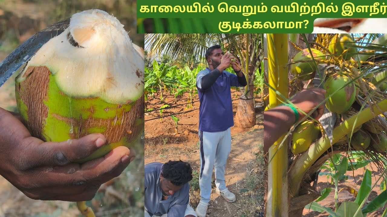 என்னுடைய நண்பர்களுடன் தோட்டத்தில் இளநீர் வேட்டை 😲😃 #villagelife #minivlog #friends #health #travel 