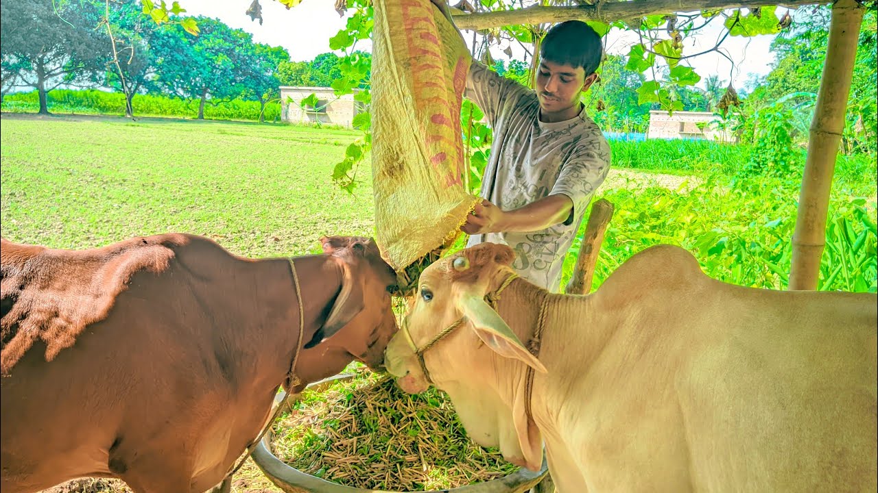 গরুগুলোকে চারা দিচ্ছি।