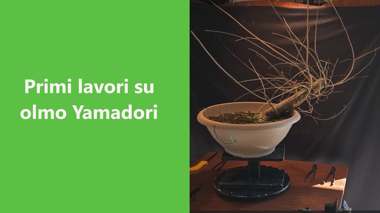 Prima impostazione olmo yamadori