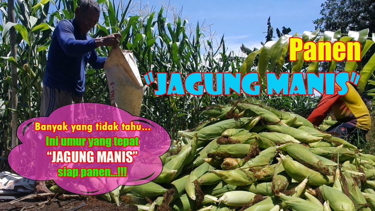 Cara Memanen Jagung Manis (Umur JAGUNG MANIS Siap Panen)