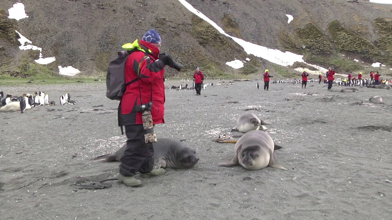 Super friendly weaner Elephant Seal pups
