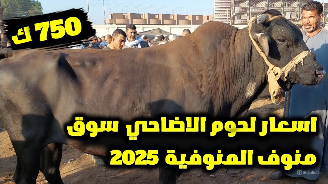 اسعار الاضاحى سوق منوف المنوفية 2025 كل اللى عايز تعرفة عن اسعار لحوم الاضاحى هتلاقية هنا بالتفصل