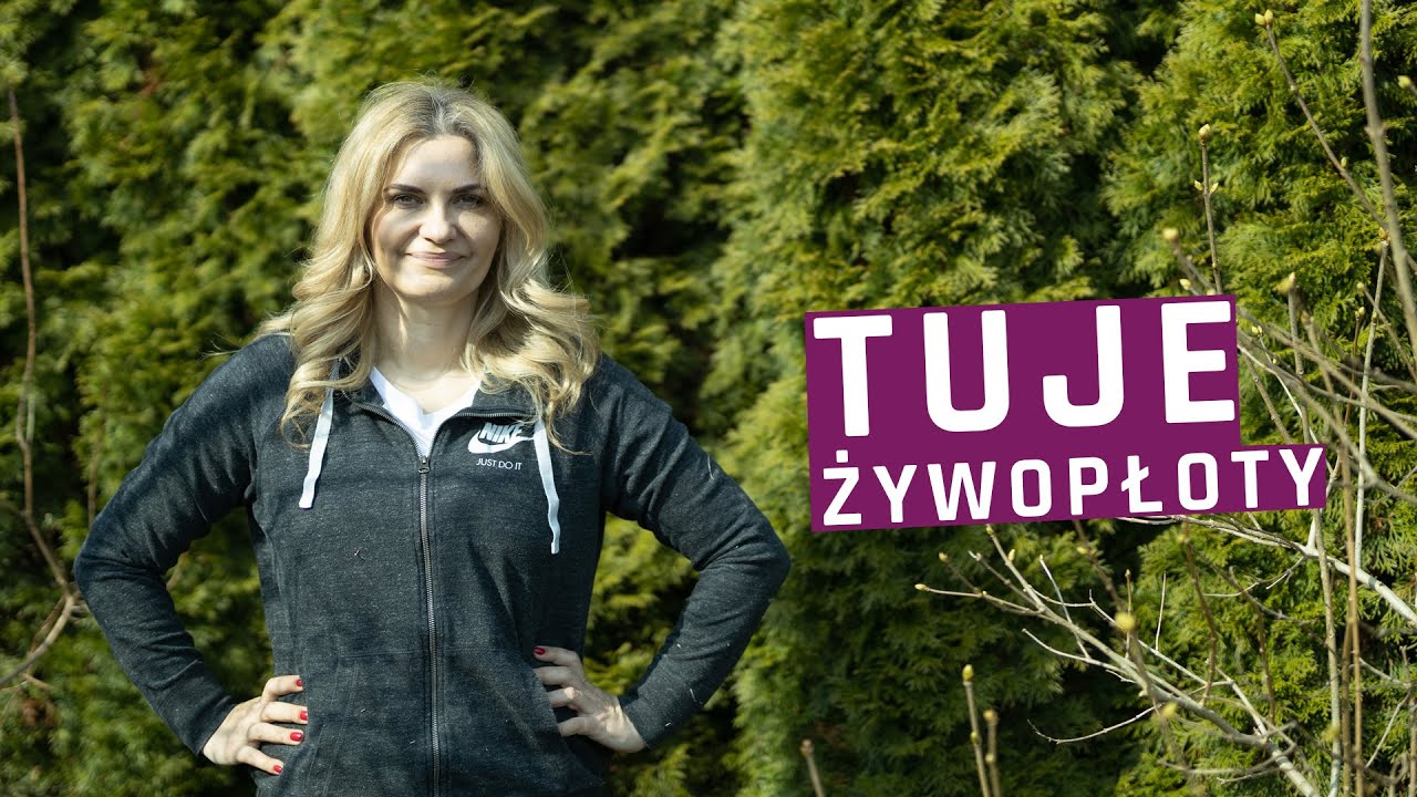 Tuja - odmiany, pielęgnacja. Jak zadbać o tuje wiosną?