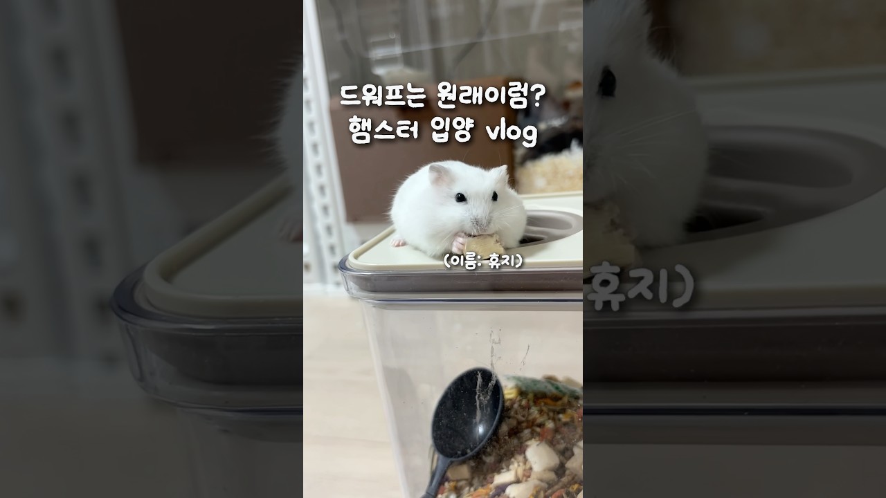 드워프 햄스터를 입양했는데.. 적응력