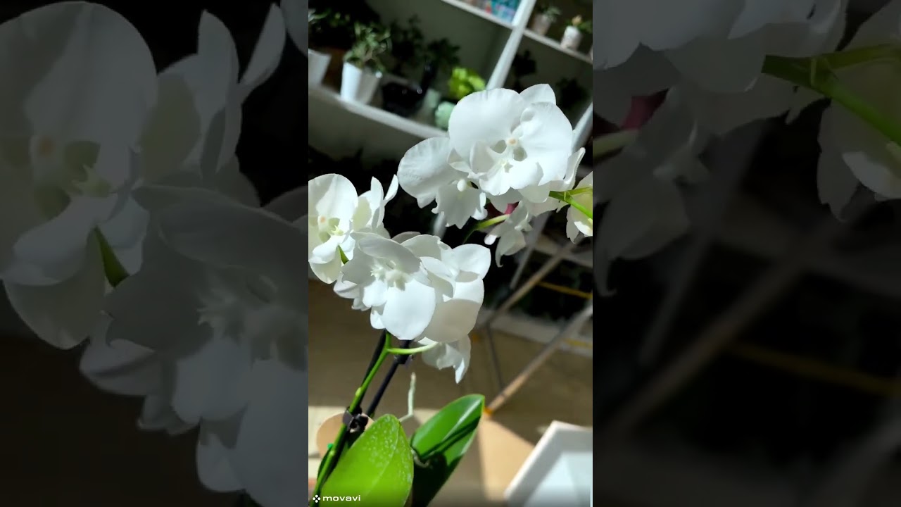 Фаленопсис Charming Crystal Water  