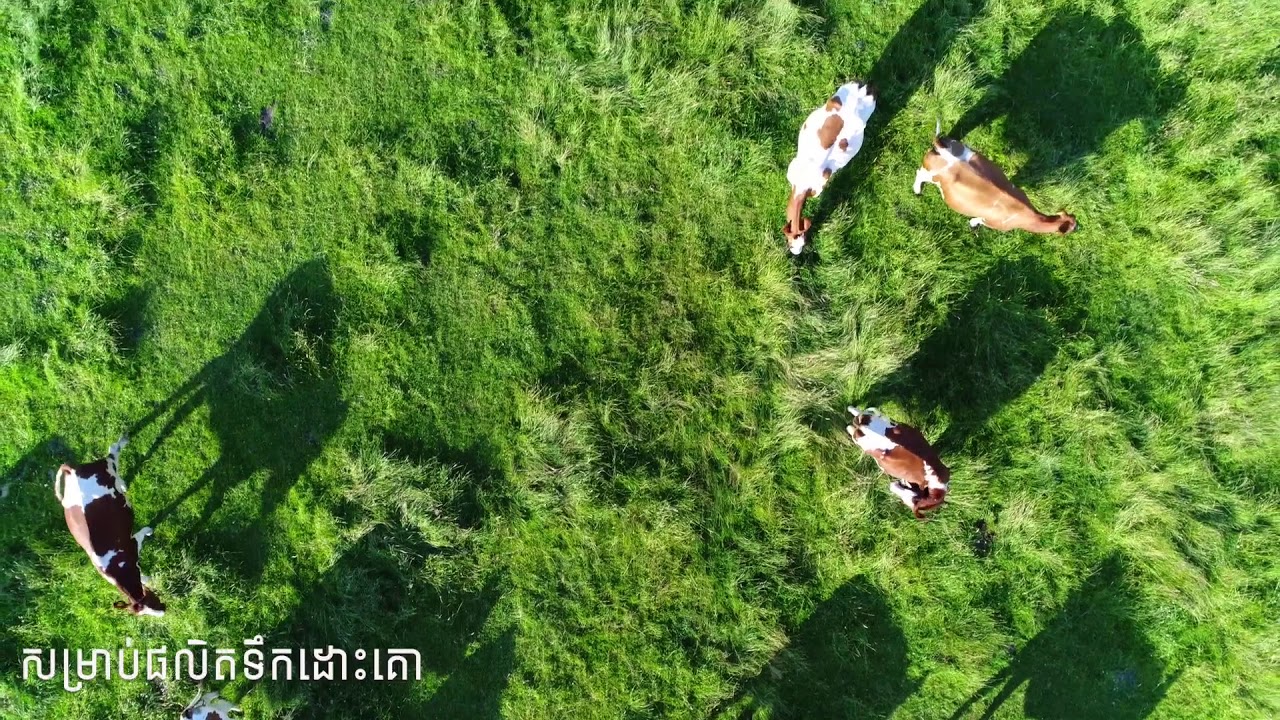 Kirisu Dairy Farm 300H