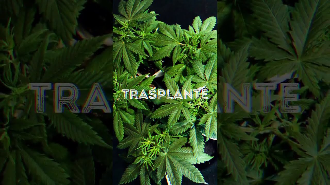 Trasplante