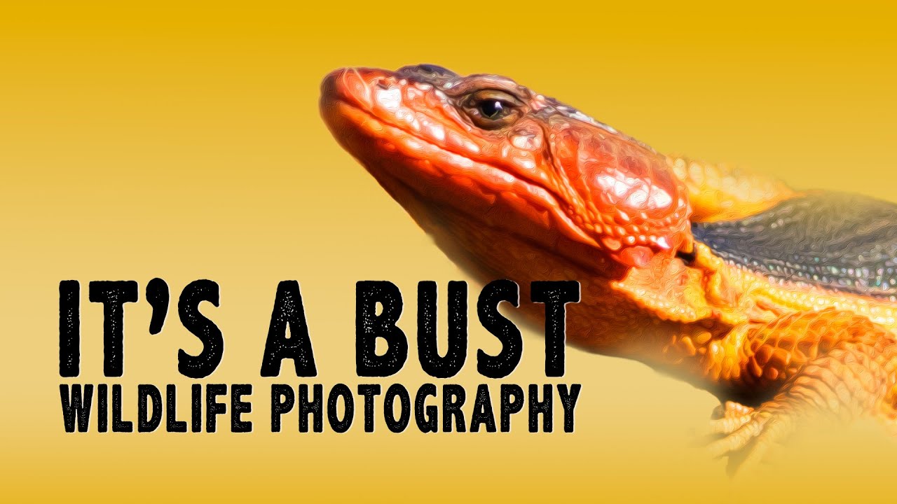 WILDLIFE PHOTOGRAPHY IN AFRICA - BIRDS AT MARIEVALE AND SUIKERBOSRAND