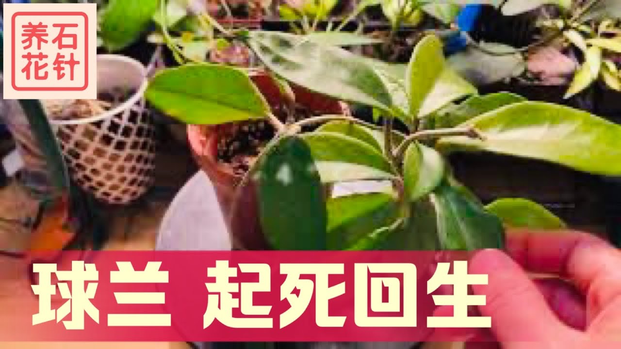 球兰起死回生 - 要“死”的原因，回生的关键因素 - Hoya carnosa