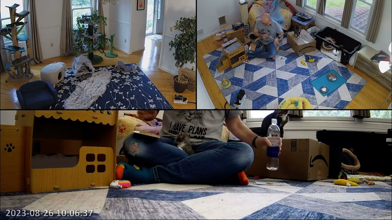 Kitten Academy Mailbag. Sat Aug 26th.