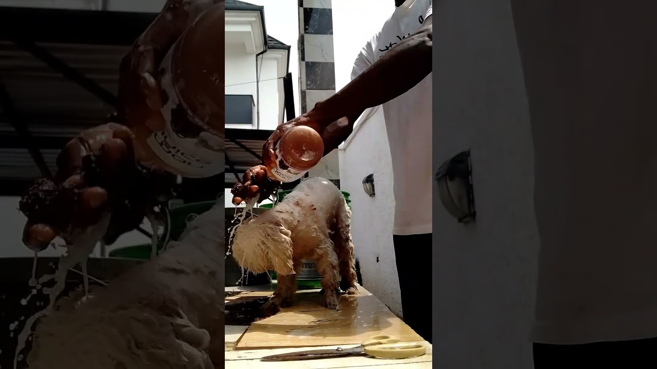 Are you There?#puppy #pets #dailydogdrama  #petcareprovider