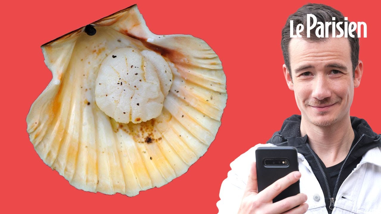 Comment éviter les arnaques sur les coquilles Saint-Jacques