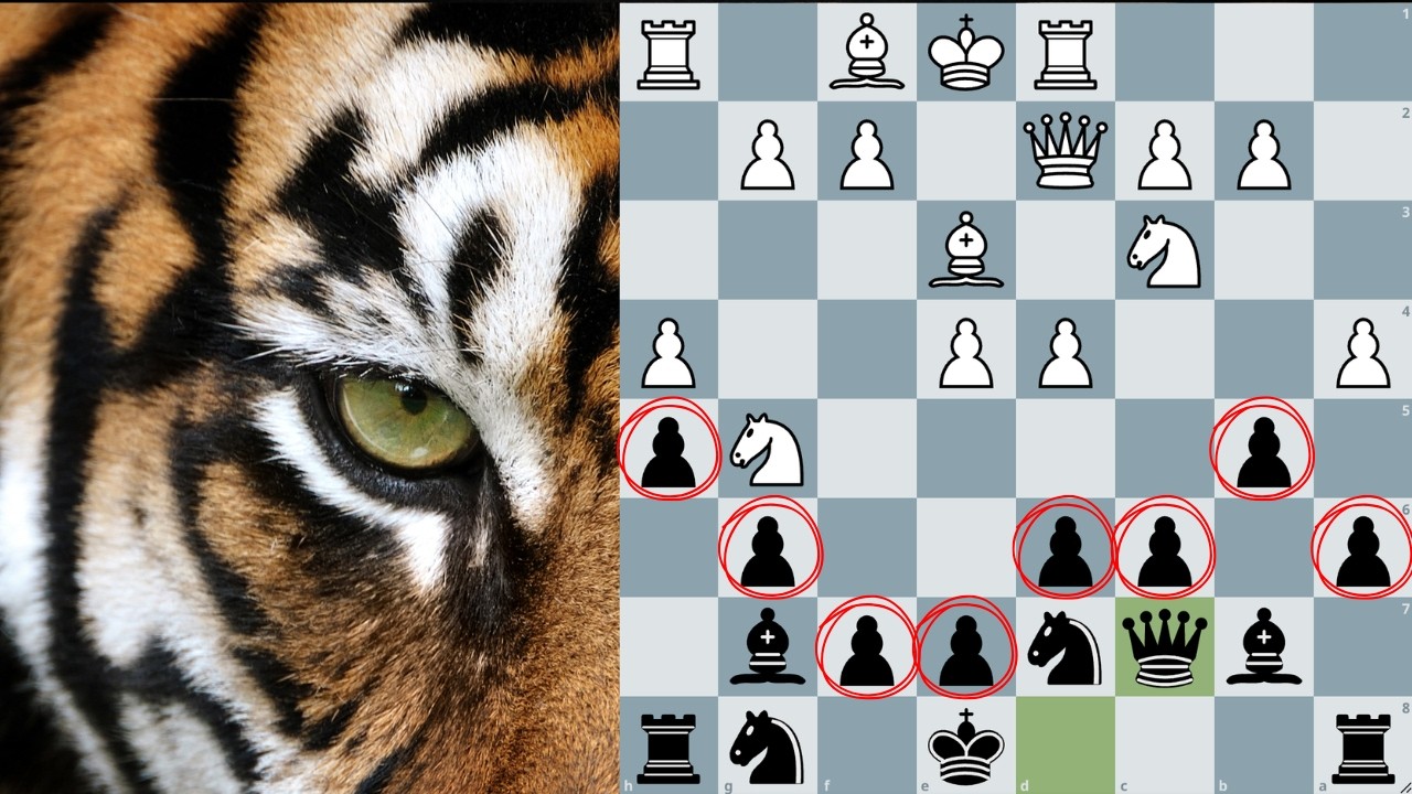 Don’t Mess with the Tiger’s Modern Defense
