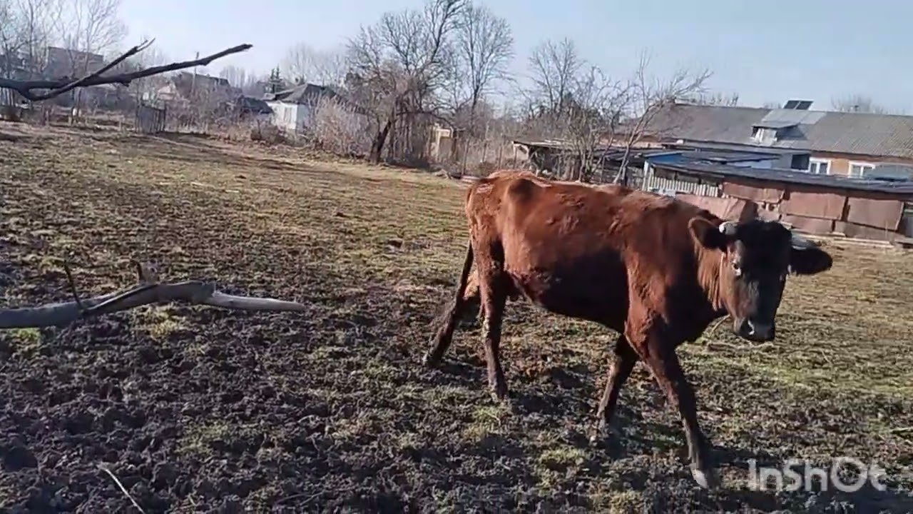 Где теленок? Мартовский снег и история одной коровьей любви.