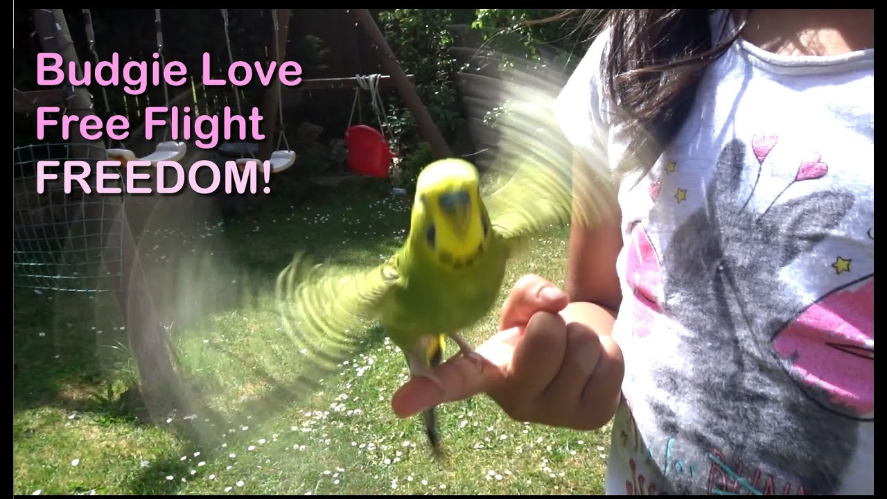 Budgie Love - Free Flight Freedom - UK Parakeet Bird Care, Setting Budgies Free UK