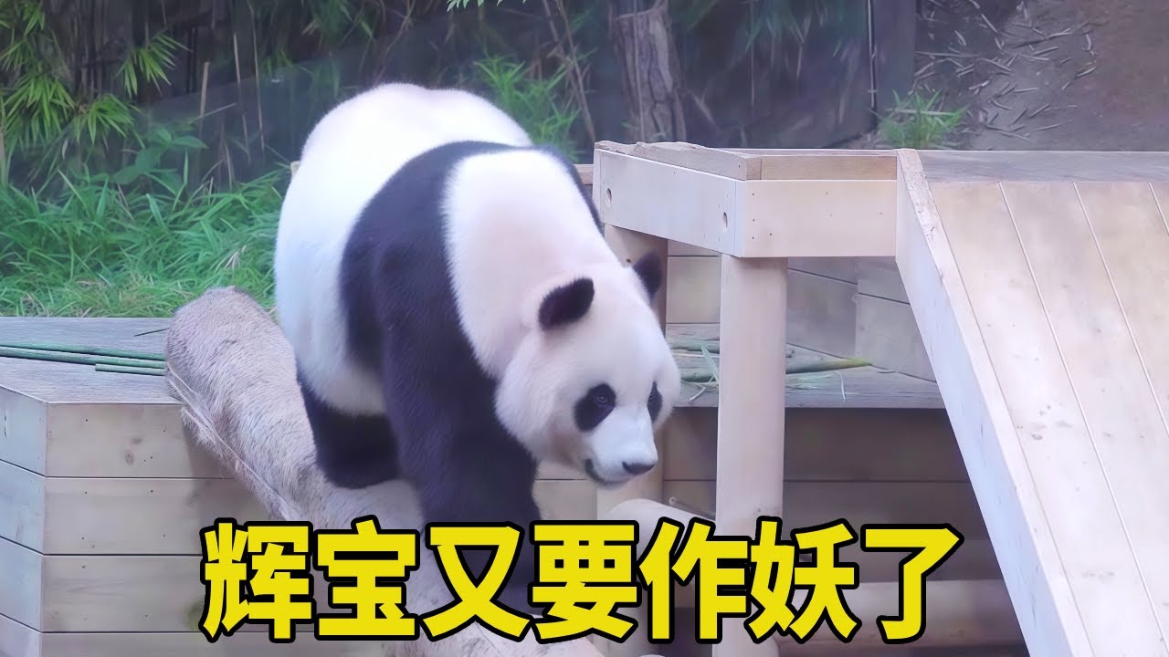 爱宝的饮水盆改成了小喷泉样式，睿宝辉宝在姨母这里争宠，胜熙阿姨也高兴了！【牧场时间】