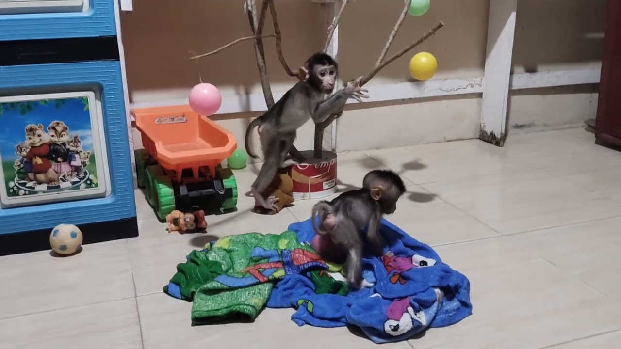 The character of a naughty baby monkey when entering adolescence