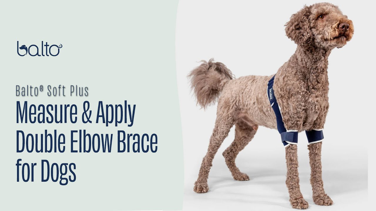 How To Measure and Apply a Double Elbow Brace on Dog