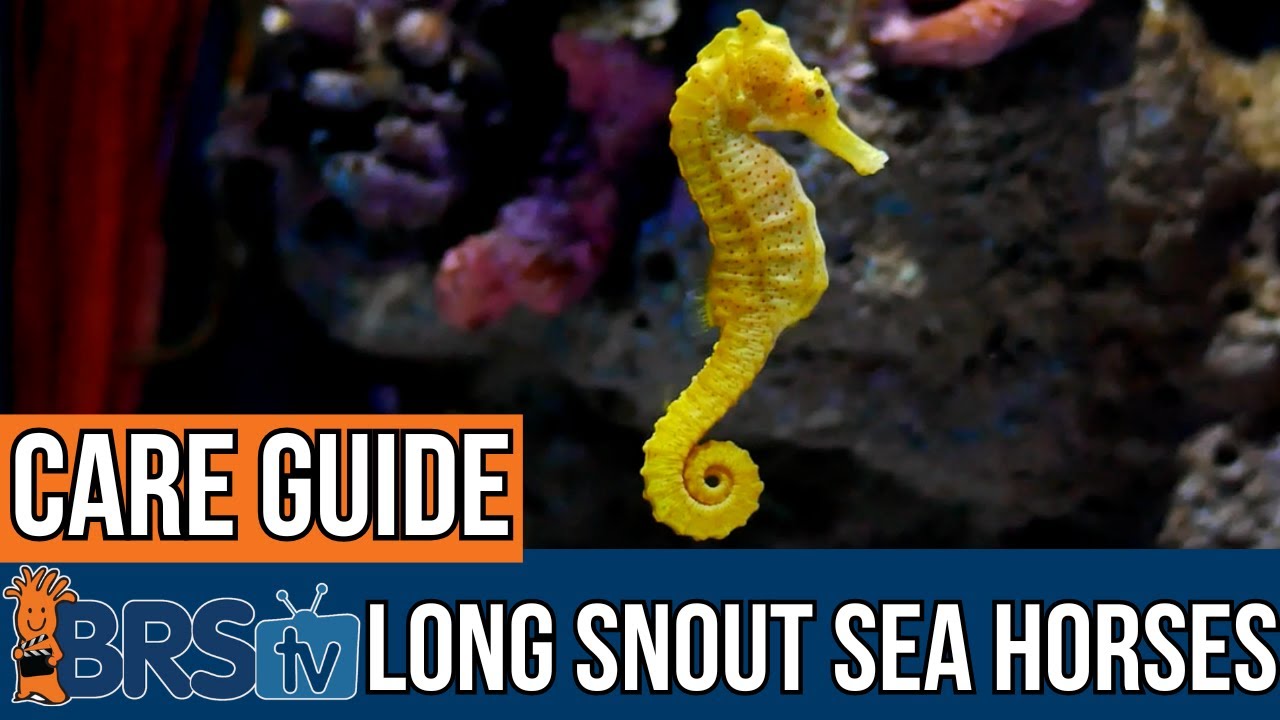 How to Care for Long Snout Seahorses