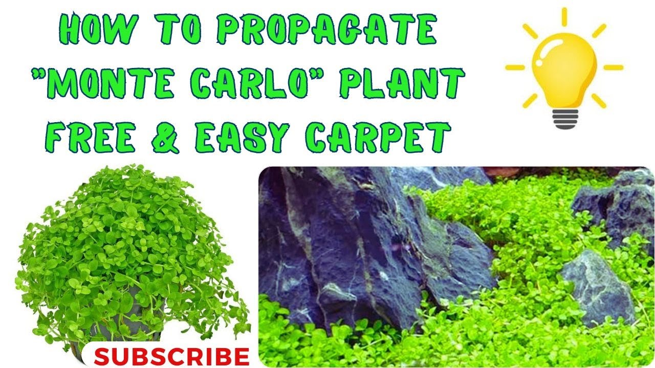 How to propagate Micranthemum 