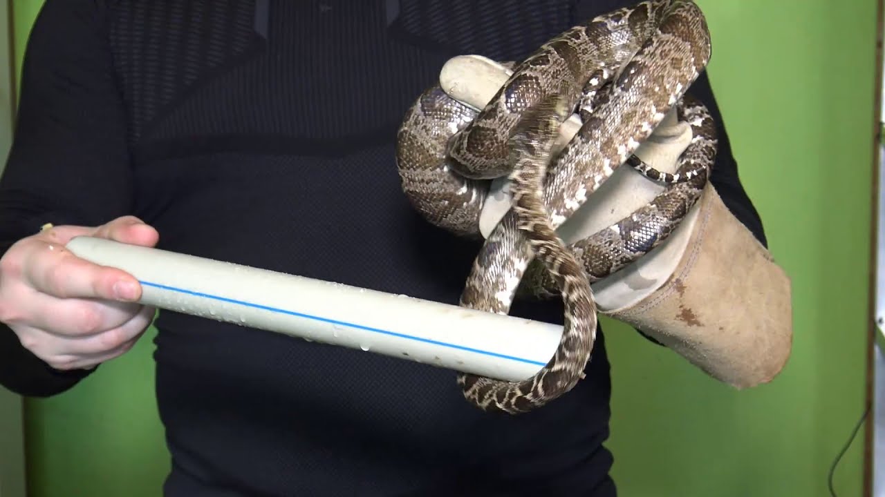 24 Díl JH Animals Psohlavec Orinocky / Corallus Hortulanus základy chovu