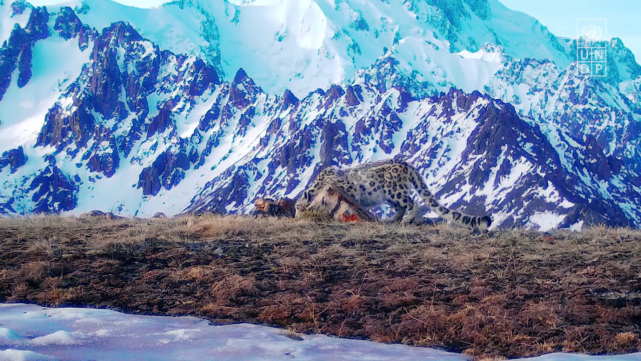 Snow leopard conservation in Kazakhstan