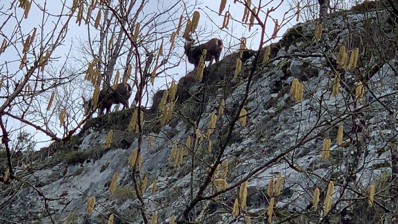 Chamois &agrave; Bourg de Sirod   3 mars 2019