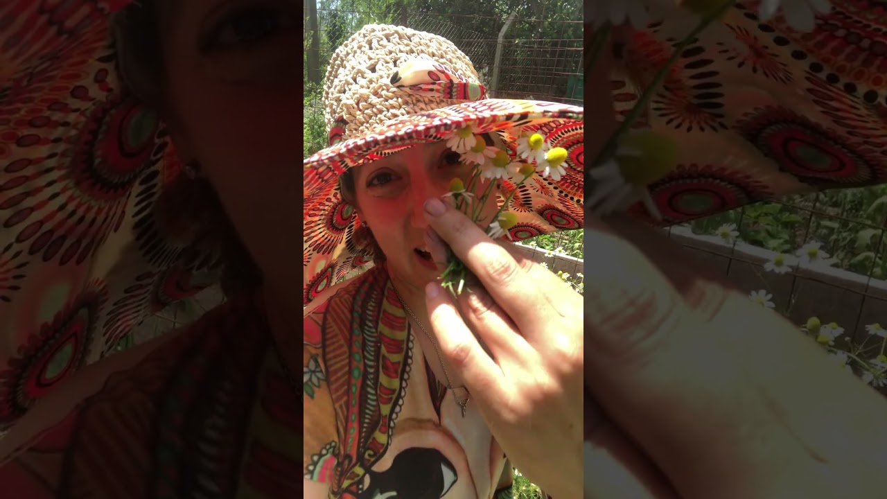 🌼#Cosechar #manzanilla para hacer #te☕#Vlog #casahuerto 🏡 #mujerbonita128 💕🌱