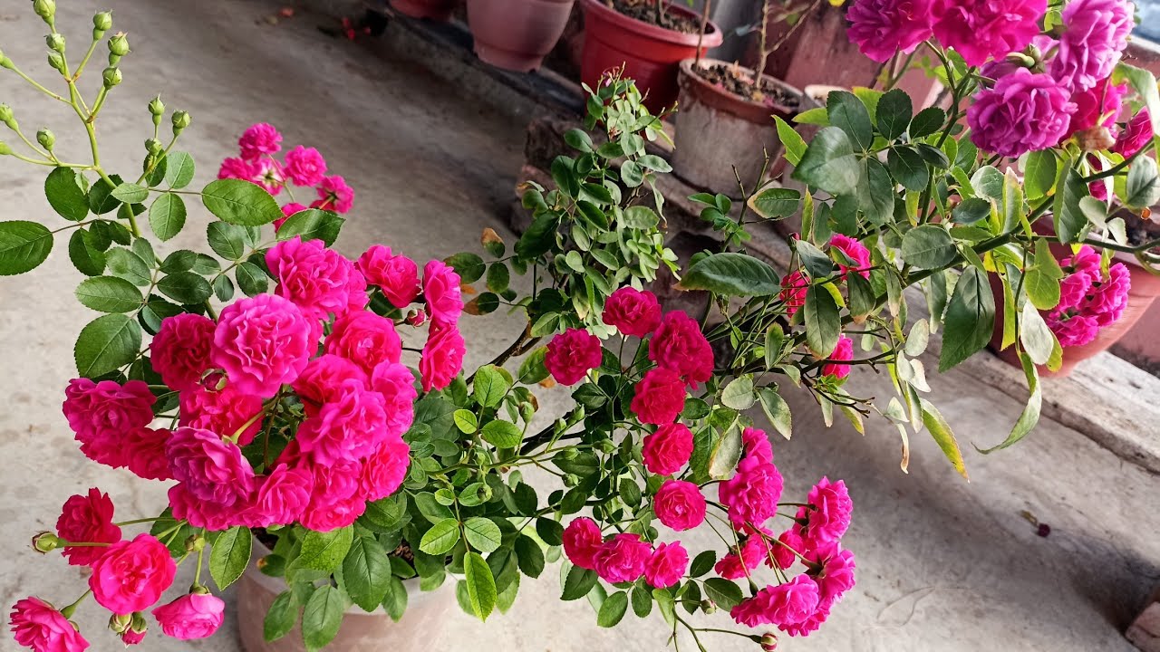Miniature rose plant care || Care of miniature rose Plant in pot II Button Rose care ||