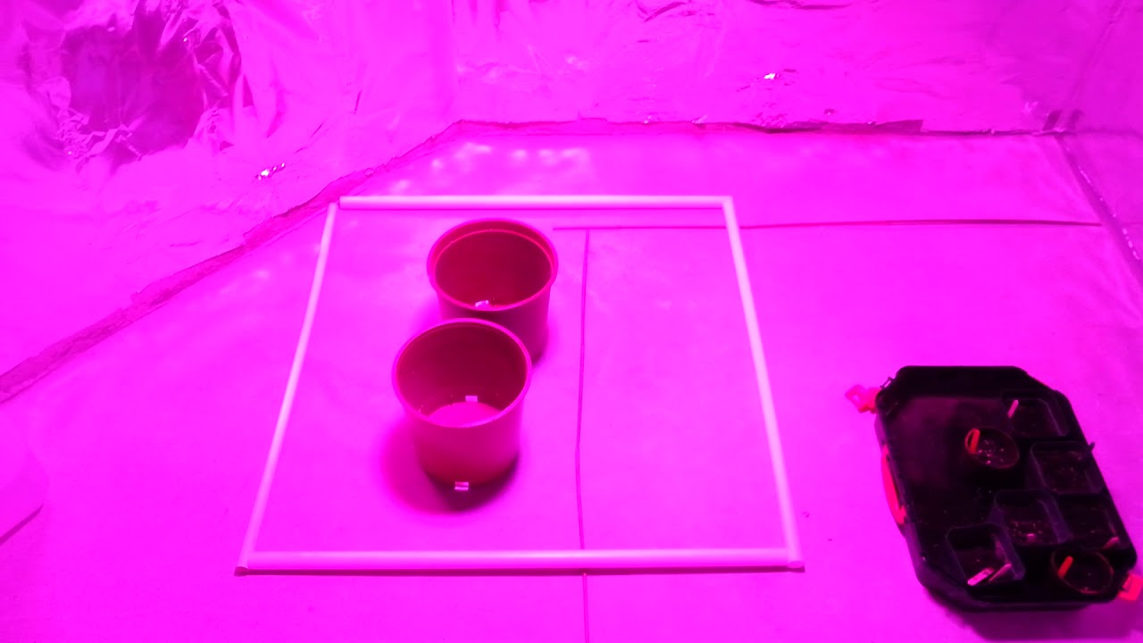 21+only..Viparspectra 900w vs apollo 4 grow light comparison part 2