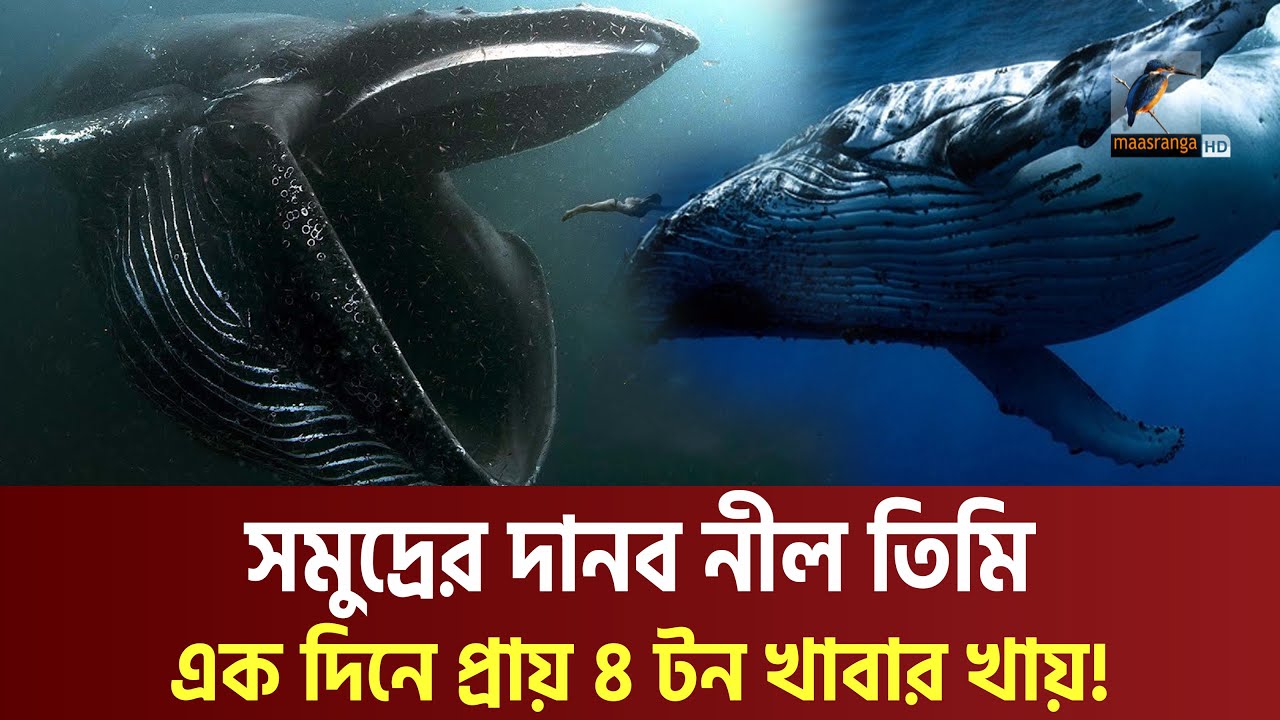 ২০০ টন ওজনের নীল তিমি পৃথিবীর সবচেয়ে বড় স্তন্যপায়ী প্রাণী