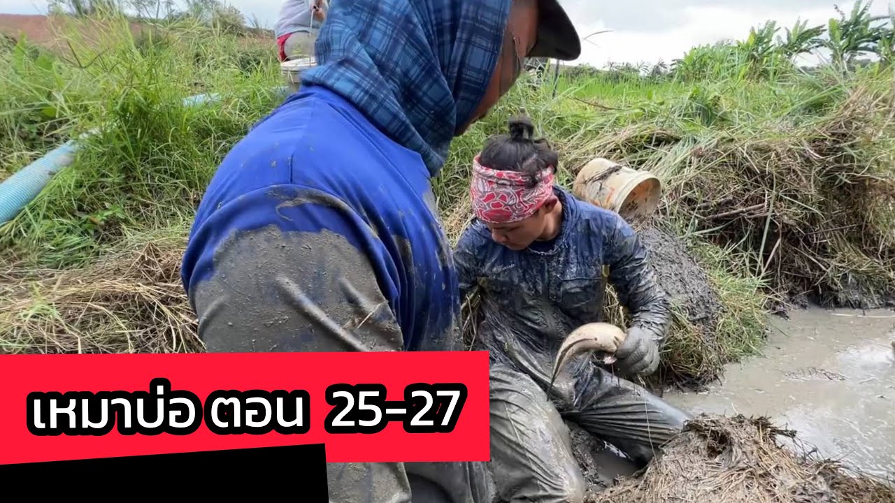 เหมาบ่อ จับปลา รวมตอน 25-27 | ปลาตัวใหญ่